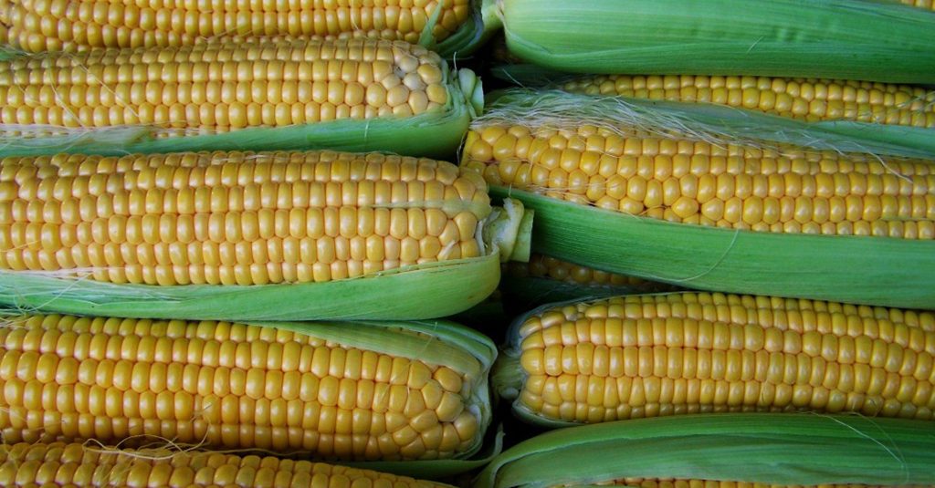 Kukurydza na paszę i biogaz